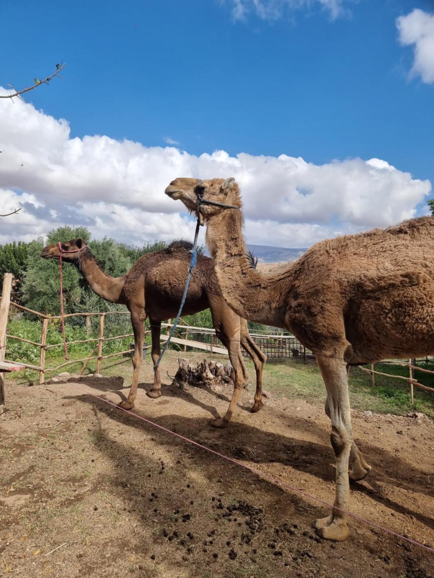 Les Terrasses Du Lac Marrakech Lalla Takerkoust Ngoại thất bức ảnh
